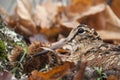 Eurasian woodcock, Scolopax rusticola, among the leaves in Autumn