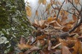 Eurasian woodcock, Scolopax rusticola, camouflaged