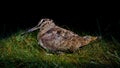 Eurasian woodcock (Scolopax rusticola) feeding in a meadow at night during autumn migration