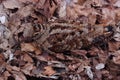 Eurasian Woodcock (Scolopax rusticola) in the forest