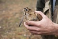 Eurasian woodcock, Scolopax rusticola, in the hands