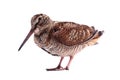 Eurasian Woodcock (Scolopax rusticola) isolated on white