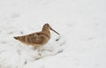 Eurasian woodcock or Scolopax rusticola on snow looking for earthworms.