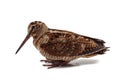 Eurasian Woodcock (Scolopax rusticola) on white