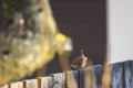 He Eurasian wren bird Troglodytes troglodytes on wooden fence in garden.