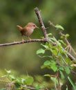 Eurasian Wren on a branch