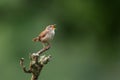 An Eurasian wren calling on a beautiful perch Royalty Free Stock Photo