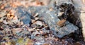 Eurasian Wren on forest ground Royalty Free Stock Photo