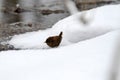 Eurasian wren on frozen water in winter