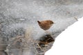 Eurasian wren on frozen water in winter