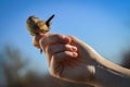 Eurasian wren in the hand