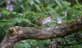 Singing wren on a branch in the woods Royalty Free Stock Photo