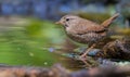 Eurasian wren sits near a water suface with deep green color Royalty Free Stock Photo