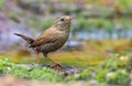 Eurasian wren sits near a water surface in woods Royalty Free Stock Photo