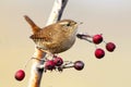 Eurasian wren on slim branch with berries