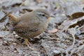 Eurasian Wren