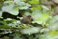 Eurasian wren (Troglodytes troglodytes) chick waiting for food Royalty Free Stock Photo