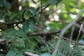 Eurasian wren (Troglodytes troglodytes) chick waiting for food Royalty Free Stock Photo