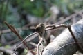 Eurasian wren (Troglodytes troglodytes) chick waiting for food Royalty Free Stock Photo