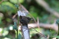 Eurasian wren (Troglodytes troglodytes) chick waiting for food Royalty Free Stock Photo