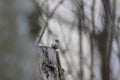 Eurasian wren (Troglodytes troglodytes) Germany Royalty Free Stock Photo