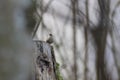 Eurasian wren (Troglodytes troglodytes) Germany Royalty Free Stock Photo