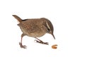 Eurasian Wren, Troglodytes troglodytes, isolated on white background