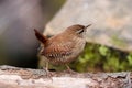 Eurasian wren troglodytes troglodytes Royalty Free Stock Photo