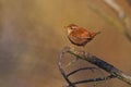 Eurasian Wren Troglodytes troglodytes singing on the branch, very small brown bird, the only member of the wren family Royalty Free Stock Photo