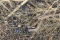Eurasian wren Troglodytes troglodytes sitting on branch in winter