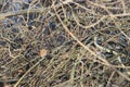 Eurasian wren Troglodytes troglodytes sitting on branch in winter Royalty Free Stock Photo