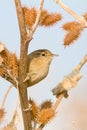 Eurasian Wren (Troglodytes troglodytes) Royalty Free Stock Photo