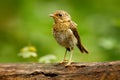 Eurasian wren, Troglodytes troglodytes, brown songbird sitting in the water, nice lichen tree branch, bird in the nature habitat, Royalty Free Stock Photo