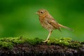 Eurasian wren, Troglodytes troglodytes, brown songbird sitting in the water, nice lichen tree branch, bird in the nature habitat, Royalty Free Stock Photo