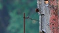 Eurasian Wren Troglodytes troglodytes