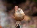 Eurasian wren troglodytes troglodytes portrait sitting on dry branch in winter