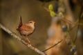 Eurasian Wren Troglodytes troglodytes singing on the branch, very small brown bird, the only member of the wren family Royalty Free Stock Photo