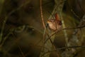 Eurasian Wren Troglodytes troglodytes singing on the branch, very small brown bird, the only member of the wren family Royalty Free Stock Photo