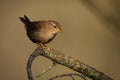 Eurasian Wren Troglodytes troglodytes singing on the branch, very small brown bird, the only member of the wren family Royalty Free Stock Photo