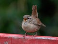 Eurasian wren Troglodytes troglodytes