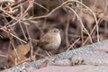 Eurasian wren sitting on pavement curb with a brown blurred background Royalty Free Stock Photo