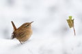 Eurasian Wren Troglodytes troglodytes standing on the branch with snow. Winter picture with cute little bird on the snow