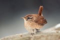 Eurasian Wren Troglodytes troglodytes.Wild bird in a natural habitat