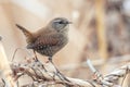 Eurasian Wren Troglodytes troglodytes.Wild bird in a natural habitat