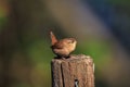 An Eurasian wren on a garden post Royalty Free Stock Photo