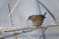 Eurasian wren in winter