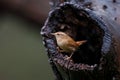 Eurasian Wren or winter wren peeks out of the hole in a tree Royalty Free Stock Photo