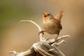 Eurasian Wren & x28;Troglodytes troglodytes& x29; Royalty Free Stock Photo