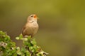 Eurasian Wren & x28;Troglodytes troglodytes& x29; Royalty Free Stock Photo