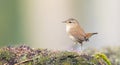 The Eurasian wrenhe Troglodytes troglodytes sits on the ground in the forest and looks around Royalty Free Stock Photo